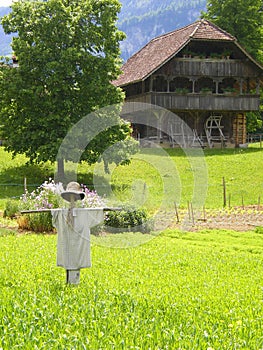 Scarecrow on organic farm