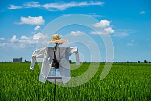 Scarecrow over paddy fields at Sabak Bernam.