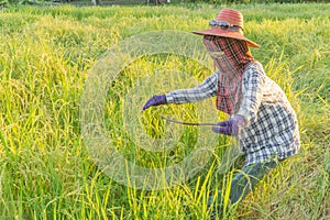 Scarecrow in paddy field