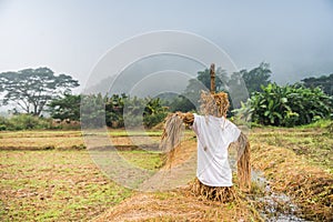 Scarecrow in paddy field with forest and mountain.