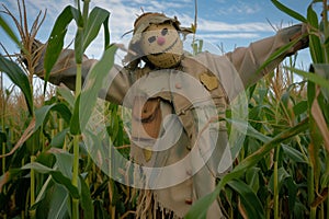 scarecrow with patched overcoat amid tall stalks of maize