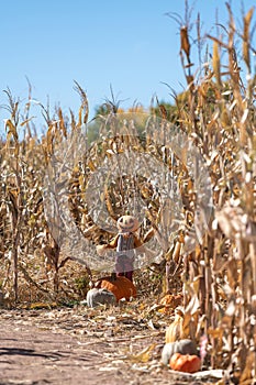 A scarecrow with a pumpkin head stands at the entrance of a corn maze