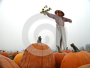 Scarecrow in Pumpkin Patch