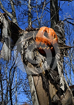 Scarecrow Pumpkin