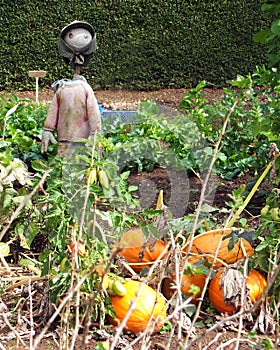 Scarecrow and Pumpkins