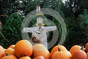 Scarecrow and pumpkins