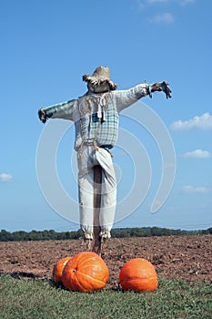 Scarecrow and pumpkins photo