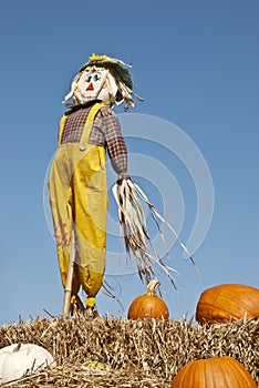 Scarecrow and Pumpkins Sky Background