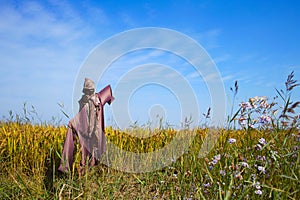 Scarecrow on a rice field
