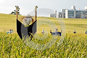 Scarecrow on the rice field