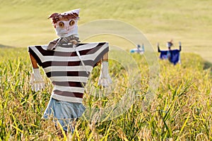 Scarecrow on the rice field