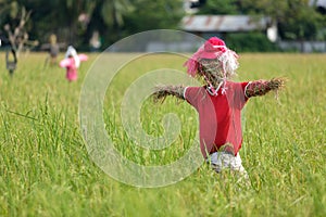 Scarecrow in rice field