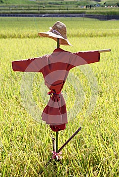 Scarecrow on the rice field