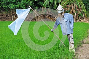 Scarecrow at rice field, prevent bird eat rice seeds