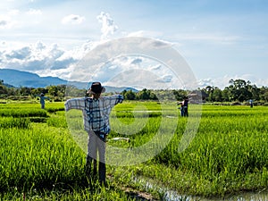 Scarecrow in rice field