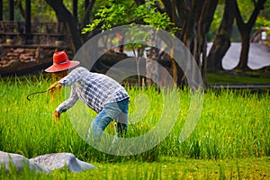 Scarecrow in a Rice Field