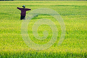 Scarecrow in rice plants paddy field