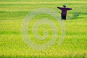 Scarecrow in rice plants paddy field