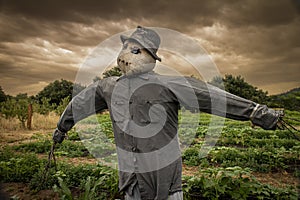 Scarecrow with a scary look at a farm with storm clouds