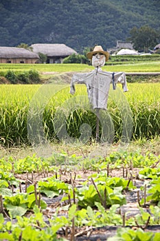 Scarecrow,South Korea