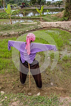 Scarecrow stands guarding the field.