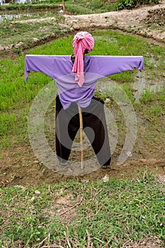 Scarecrow stands guarding the field.