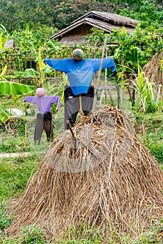 Scarecrow stands guarding the field.