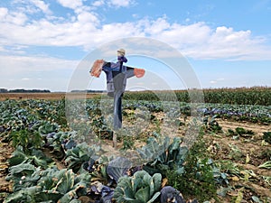 Scarecrow strawman in cabbage farm field countryside.