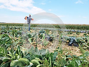 Scarecrow strawman in cabbage farm field countryside.