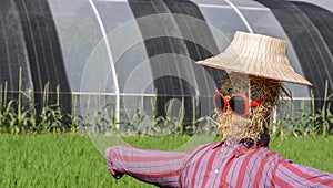 Scarecrow with sunglassed in paddy field