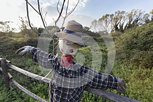 Scarecrow in a vegetable garden in a countryside