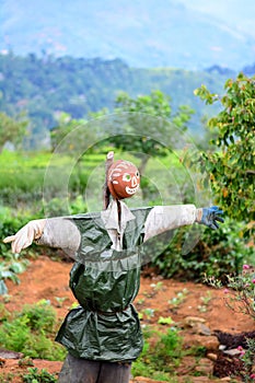 Scarecrow In A Vegetable Garden In Sri Lanka