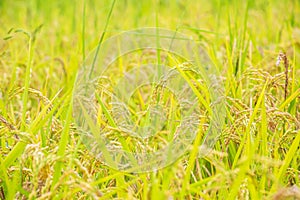 Scarecrow was set up in golden rice field of Thailand, Golden Blurry rice grain in foreground and background