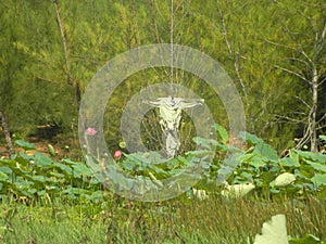 A scarecrow of a white shirt stands among plants and lotuses