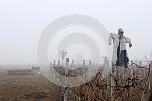 Scarecrows in the Fog photo