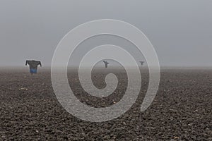 Scarecrows in misty farmland