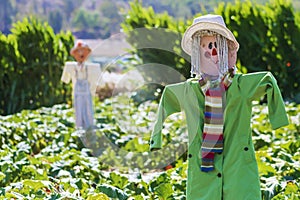 Scarecrows in the open field