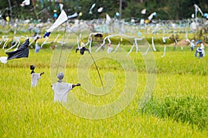 Scarecrows on rice field