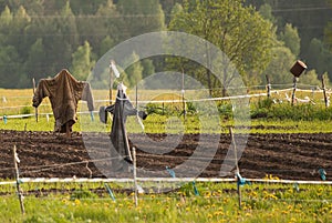 Scarecrows are standing on the cultivated field