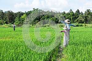 Scarecrows standing at green rice field with forest and blue sky background
