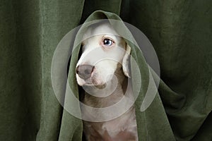 Scared or afraid puppy dog wrapped with a green curtain