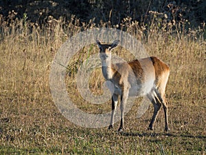 Scared and alert reed buck in savannah environment in Moremi National Park, Botswana, Africa.