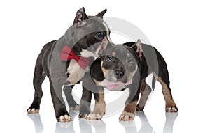 Scared American Bully puppies looking around