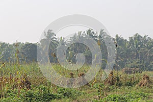 Scared away egrets from a millet field where small hay pile is stacked to protect it from rain before harvesting completes