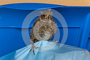 A scared baby blackbird with tufts of fur on a blue plastic bag for garbage collection