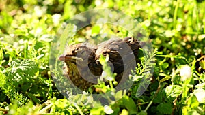 Scared baby common blackbird turdus merula breathing heavily fallen from its nest hiding between tall sunny grass.