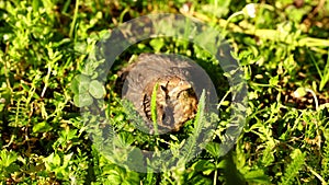 Scared baby common blackbird turdus merula fallen from its nest hiding between tall sunny grass.