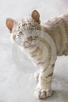 Scared baby white tiger