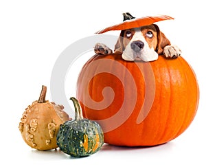 Scared beagle in pumpkin .