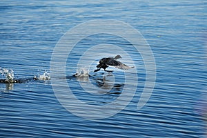 Scared bird running on water photo